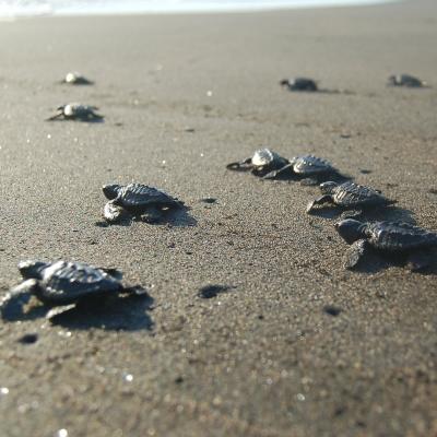 Turtle hatchlings crawl towards the ocean in Mexico after being released by Conservation volunteers. New-born turtles make their way to the ocean on a black sand beach after being released by a group of Conservation volunteers.